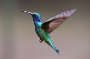 Colorful hummingbirds are enjoyable to see