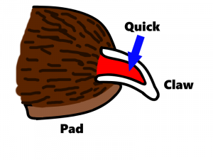 Diagram of claw