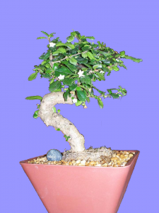 Favorite bonsai plants include Fukien Tea