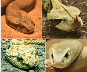 Venomous snake heads have a particular shape