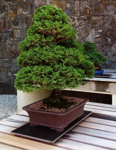 Hinoki Cypress bonsai trees look unique