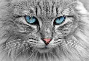 Pretty cat face with blue eyes