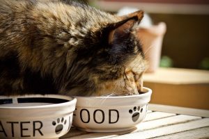 Cat food that has quality