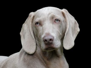 Weimariner hound should have quality dog food