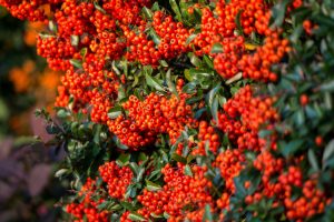 Firethorn bush berries make the bonsai more colorful