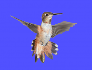 Hummingbirds are attracted to particular flowers