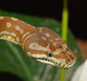 Snake head that can fool you - safety with constrictor