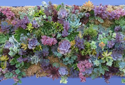 Succulent plants in many colors