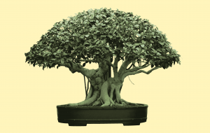 Ficus with aerial roots bonsai tree