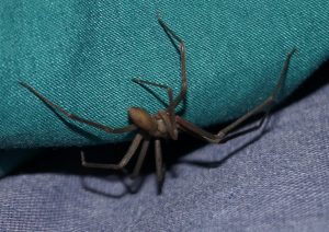 Brown Recluse Spider is worst spider in North America